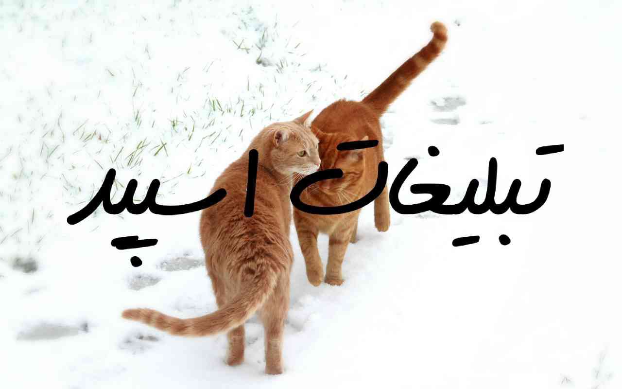 گروه چت تلگرام گل رز