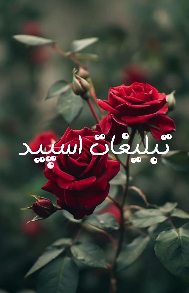 گروه چت تلگرام فاب دوستانه
