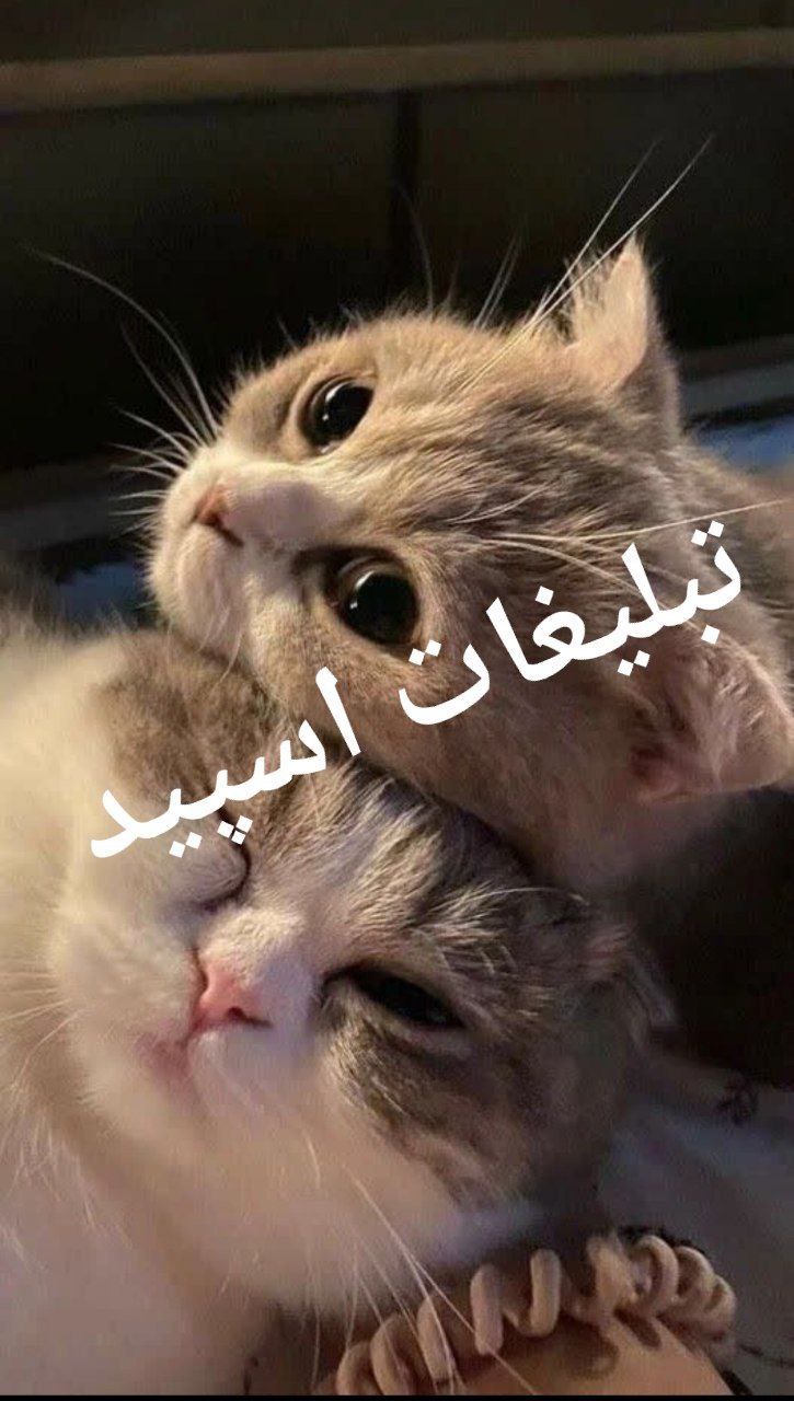 گروه چت تلگرام کافه چت