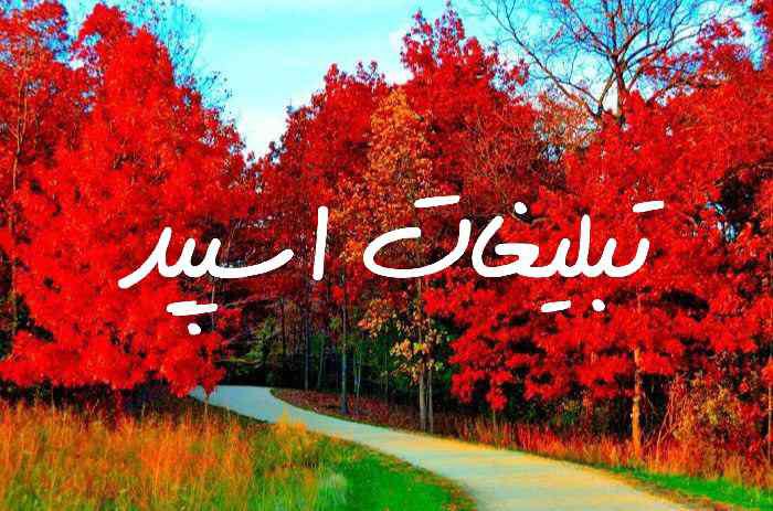 گروه چت تلگرام وایلدولف