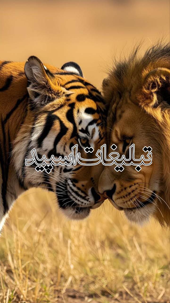 گروه نابی پارتی (1)