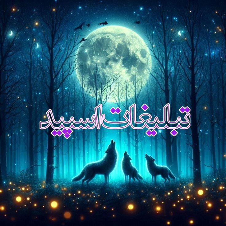 وایلد ولف|WILD WOLF (77)