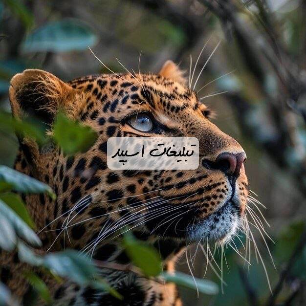 گروه تلگرام قلب یخ زده ایلام
