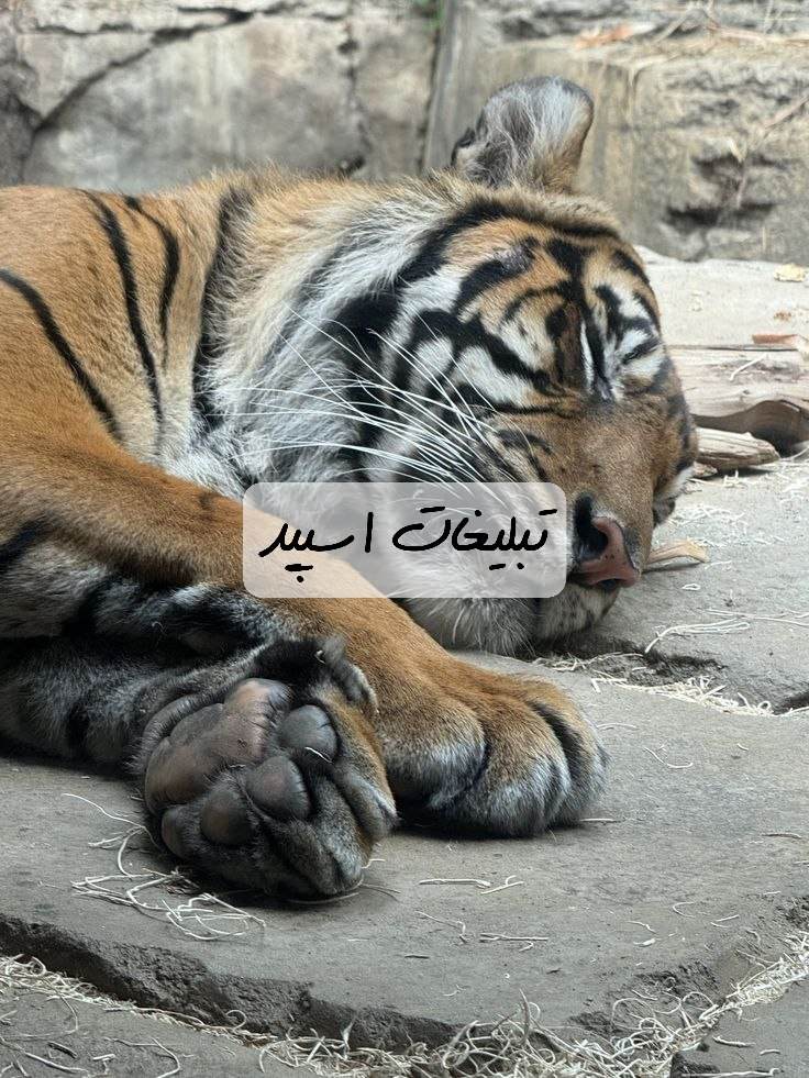 گروه تلگرام چت دلنوازان کرمان