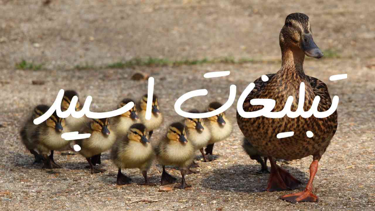 گروه چت تلگرام رفقای همدان و سنندج