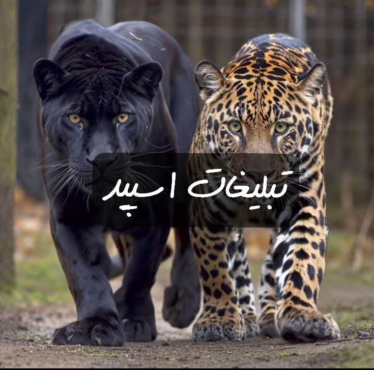 گپ تلگرام برکه دوستی 