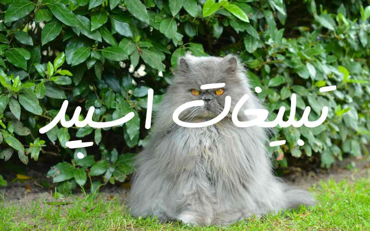 گروه چت تلگرام قبله عشق
