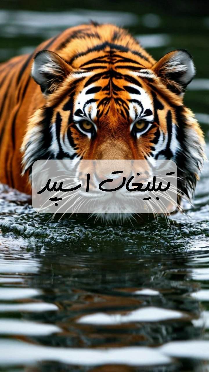 گروه تلگرام بامزه های همیشگی ساری