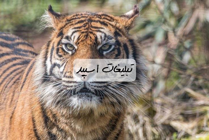 گروه تلگرام کلبه آوازخوانان قشم