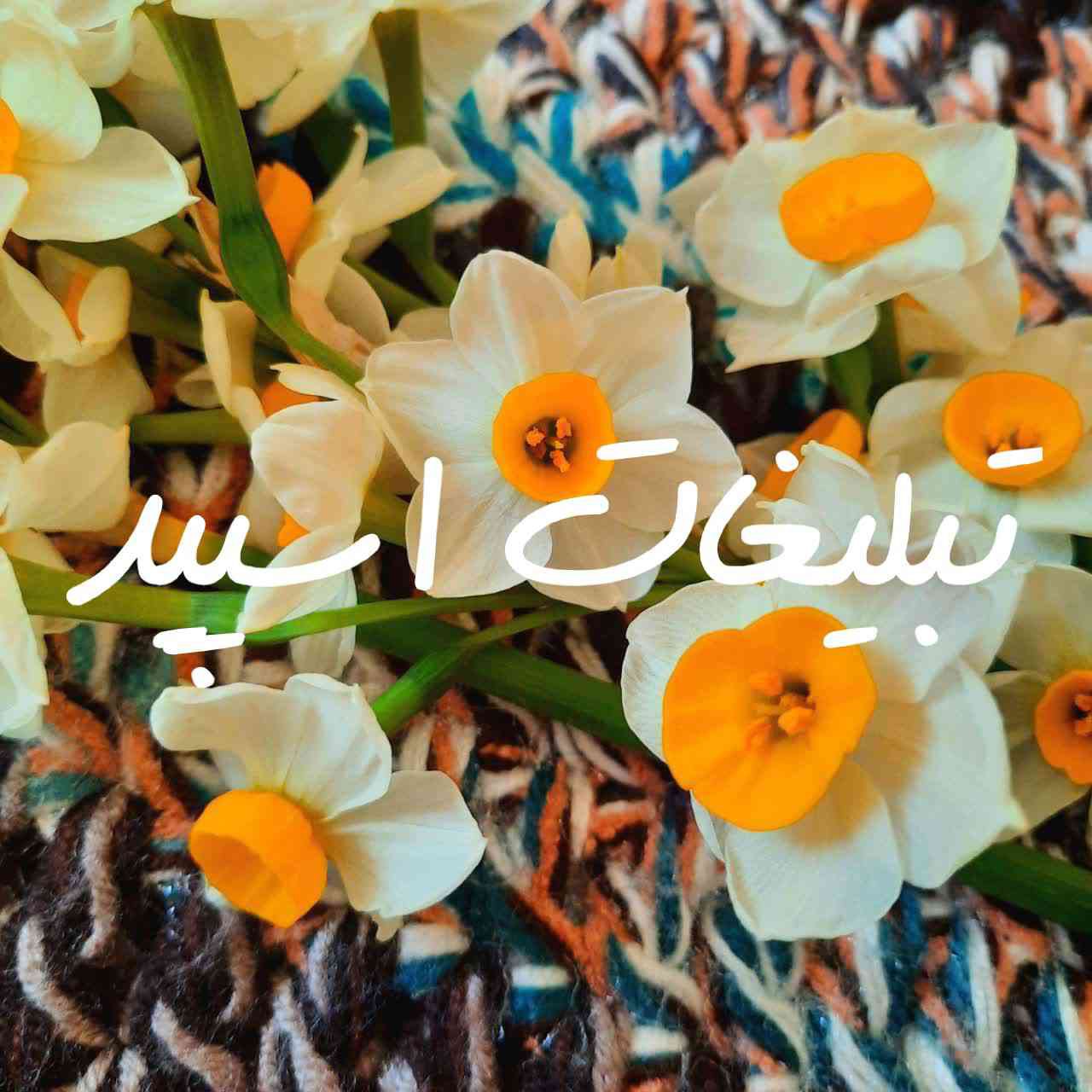 گپ تلگرام کافه چت مشهدیا