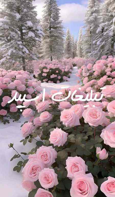 کانال روبیکای آموزش کیک و دسر 