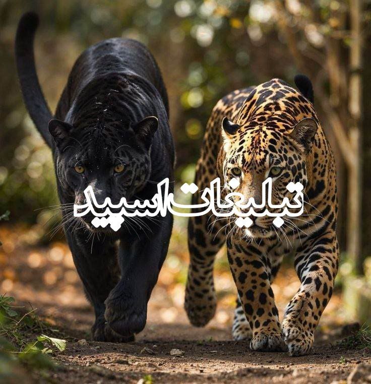 🇬‌🇦‌🇵‌ 🇷‌🇴‌🇫‌🇦‌🇬‌🇭‌🇦‌ (2)