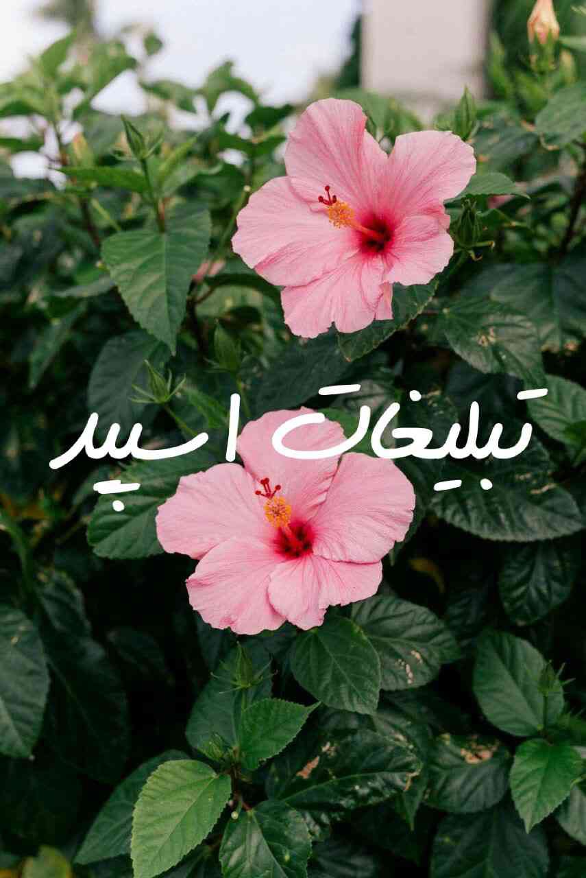 تلگرام گروه عطر گل یاس