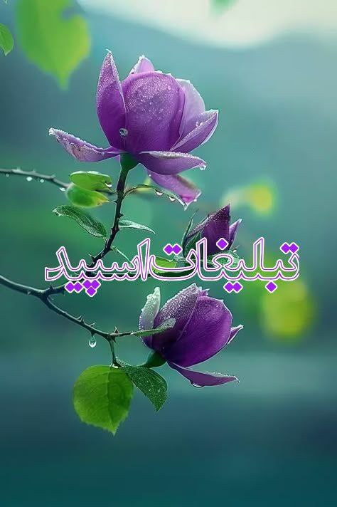 ⎯꯭᪵̽𝆺꯭𝅥𝐖𝐈𝐋𝐃𓆩᪵🜲꯭𓆪̥𝐖𝐎𝐋𝐅⎯꯭꥓᪵ͯ⟶ (85)