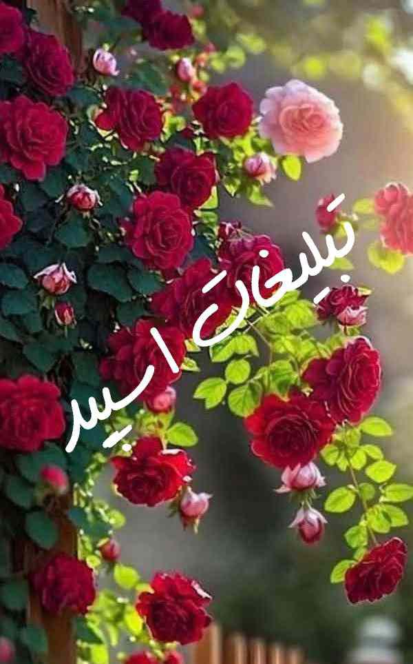 گروه چت روبیکای ویسکال