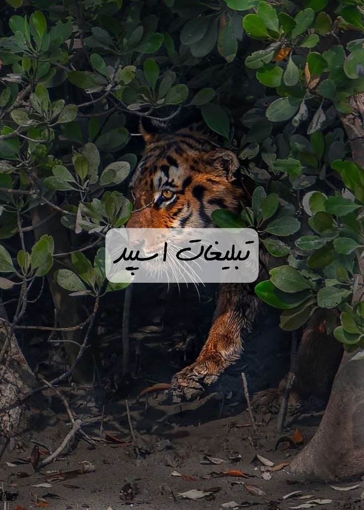 گروه تلگرام دورهمی لاکچری خوزستان