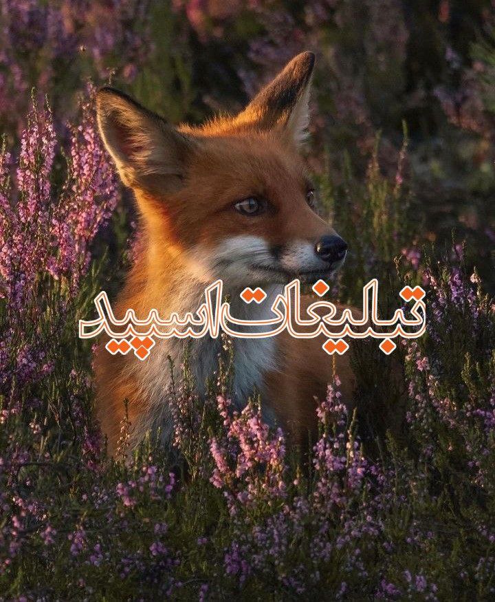 دوستانه💋