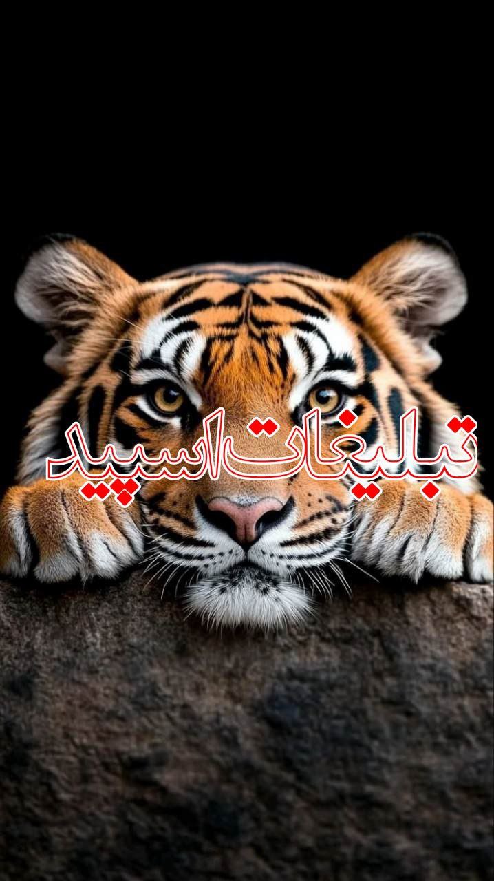 وایلد ولف (208)