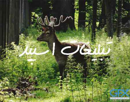 گروه چت تلگرام قلب های مشکی