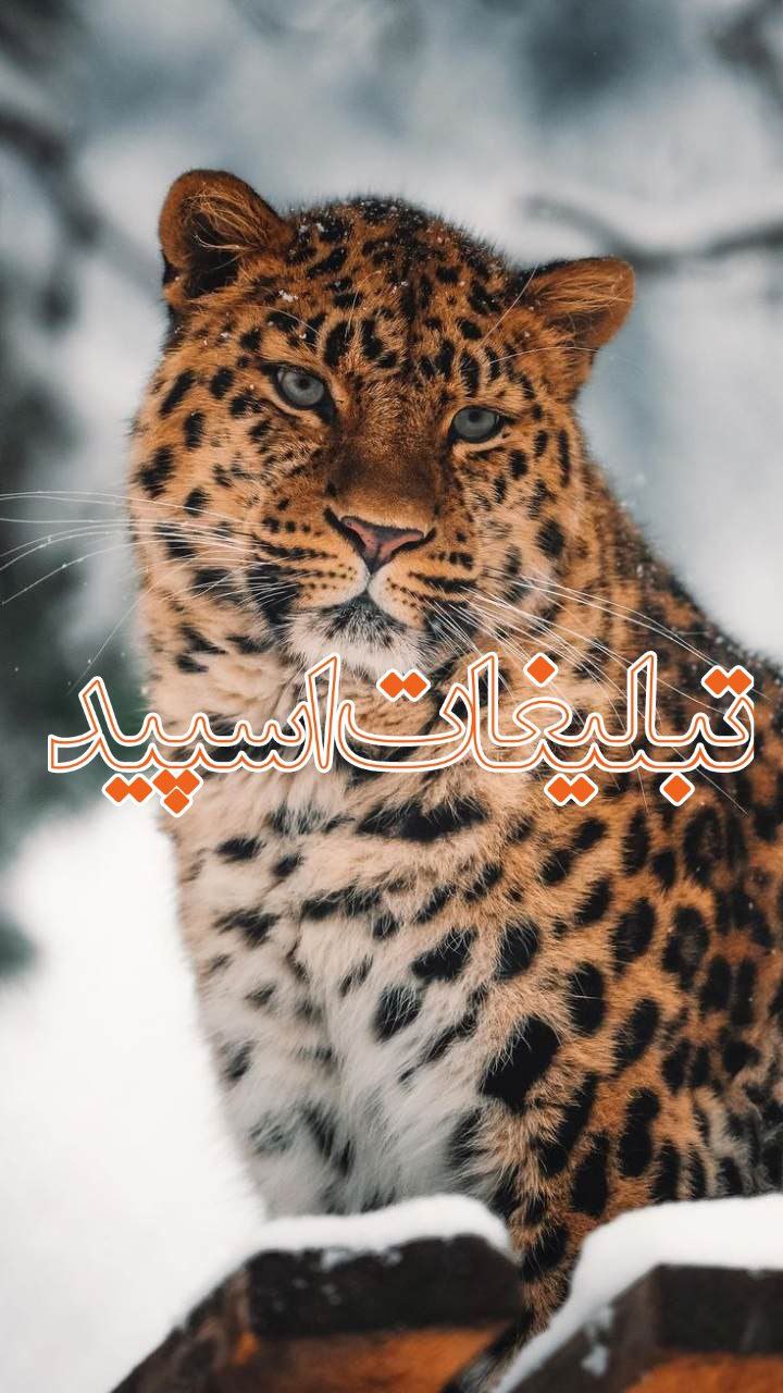 دورهمی هانی دوستاش