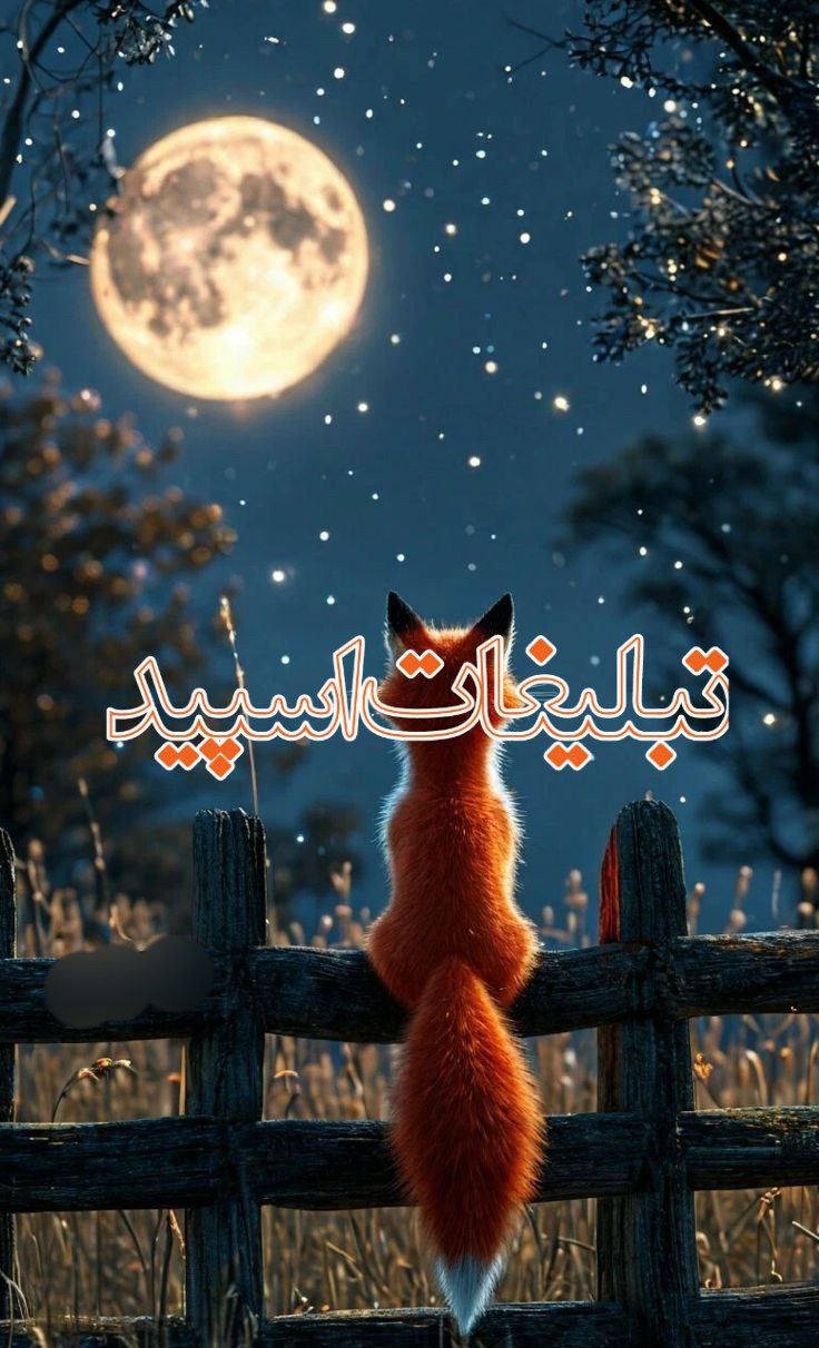 کافه شب‌های عاشقی (17)